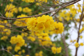 风铃花