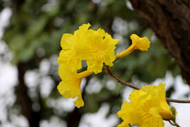 风铃花