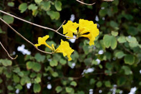 风铃花