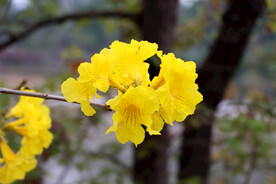 风铃花