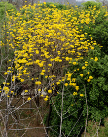 风铃花
