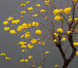 风铃花