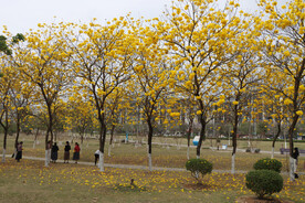 风铃花
