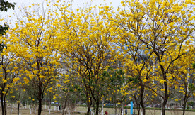 黄风铃花