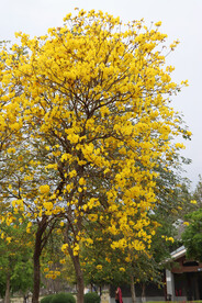 黄风铃花