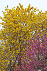 黄风铃花