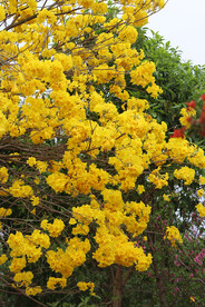 风铃花