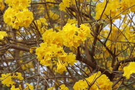 风铃花