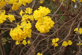 风铃花