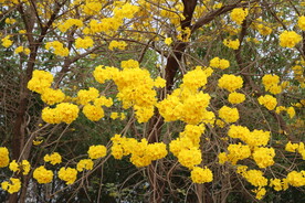 风铃花