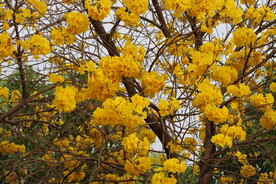 风铃花
