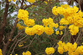 风铃花