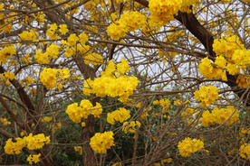 风铃花