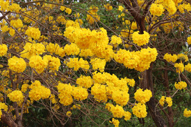 风铃花