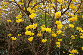 风铃花