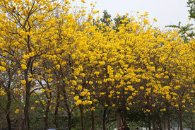 风铃花
