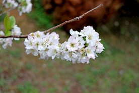 李子花