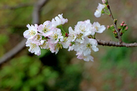 李子花