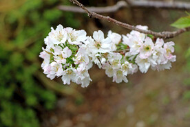 李子花