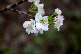 李子花