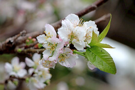 李子花