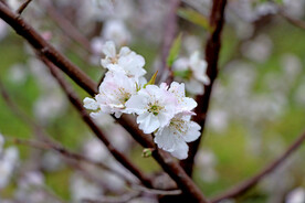 李子花