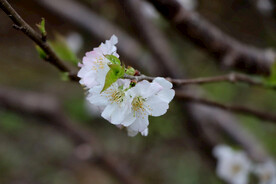 李子花
