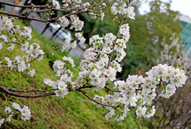 李子花