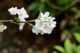 李子花