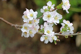 李子花