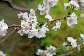 李子花