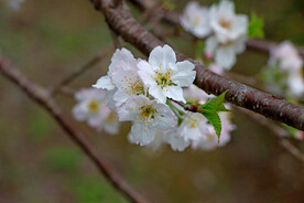 李子花