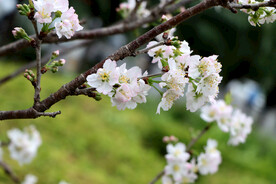 李子花