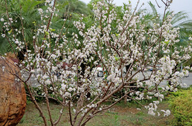 李子花