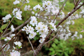 李子花
