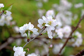 李子花
