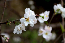 李子花