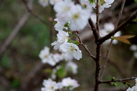 李子花