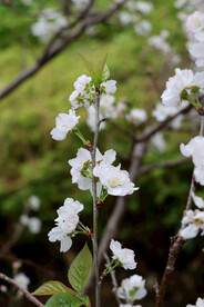 李子花