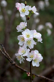 李子花