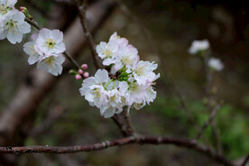李子花