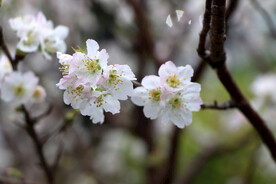 李子花