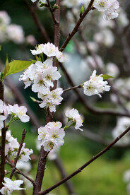 李子花