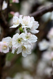 李子花