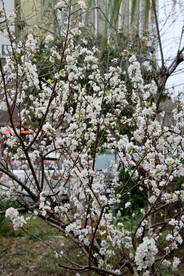 李子花