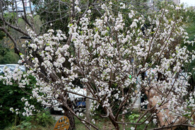 李子花