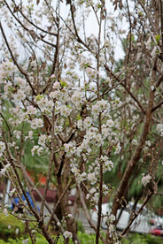 李子花