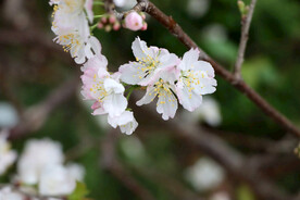 李子花