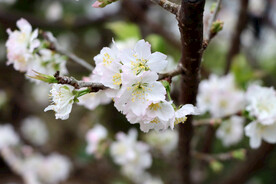 李子花