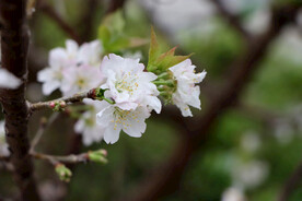 李子花